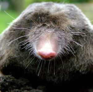 Meet your Posher, Mole